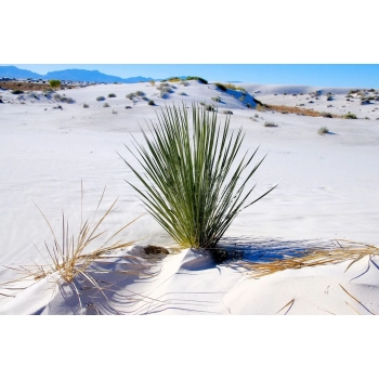 YUCCA JUKA PALMA DUŻA ROŚLINA Z POLSKIEJ PRODUKCJI 80 / 100 cm
