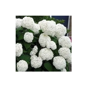 HORTENSJA DRZEWIASTA Bounty - sadzonki 60 / 80 cm