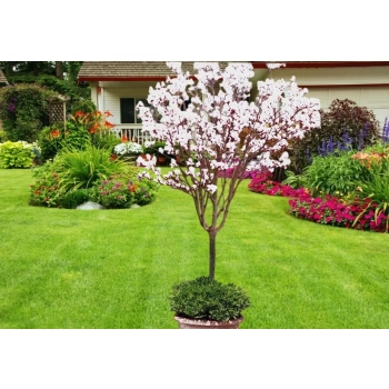 MAGNOLIA ALBA SUPERBA na pniu - sadzonki 70 / 90 cm