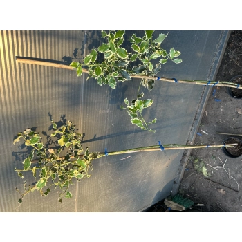 OSTROKRZEW ARGENTEA MARGINATA na pniu 120 / 150 cm