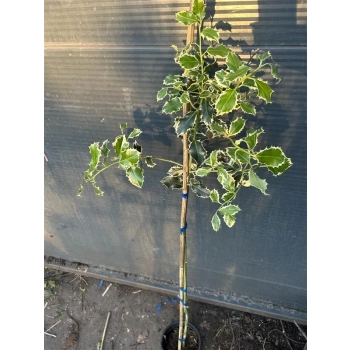 OSTROKRZEW ARGENTEA MARGINATA na pniu 120 / 150 cm