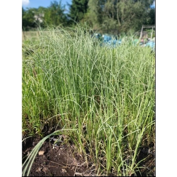 TRAWA PAMPASOWA KREMOWA DUŻA - sadzonki 90 / 120 cm