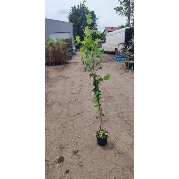 BRZOZA PAPIEROWA biała oryginalna - sadzonki 30 / 50 cm