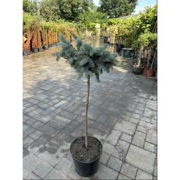 Świerk Glauca Globosa na Pniu szczepiony - sadzonki 80 / 100 cm