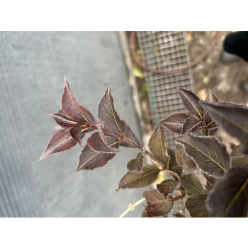 KRZEWUSZKA WEIGELA na pniu z BORDOWYM LIŚCIEM - sadzonki 100 / 120 cm