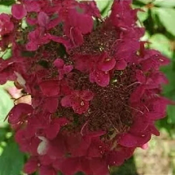 HORTENSJA bukietowa czerwona Wims Red - sadzonki 20 / 30 cm