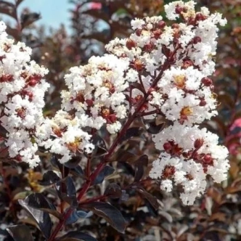 LAGERSTROEMIA BIAŁA czerwony liść - sadzonki 50 / 70 cm