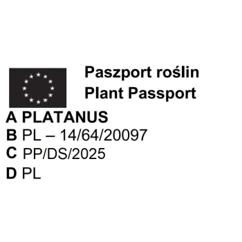PLATAN KLONOLISTNY - sadzonki 80 / 120 cm