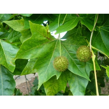 PLATAN KLONOLISTNY - sadzonki 80 / 120 cm