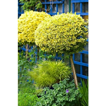 TRZMIELINA na pniu żółto-zielona - sadzonki 80 / 100 cm