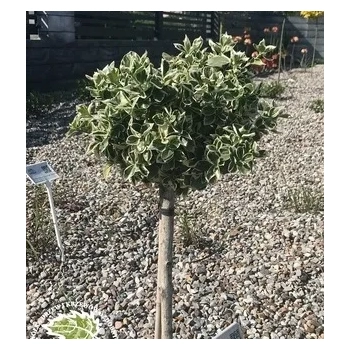 TRZMIELINA na pniu zielono-kremowa - sadzonki 100 / 120 cm