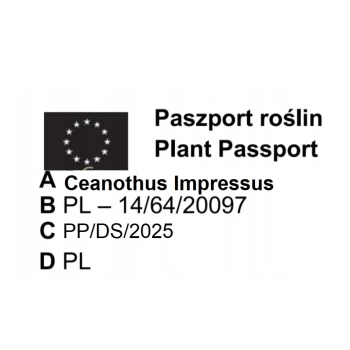 PRUSZNIK Fioletowy - sadzonki 40 / 50 cm
