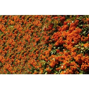 OGNIK szkarłatny Orange Charmer - sadzonki 10 / 15 cm