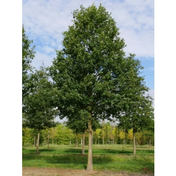 DĄB BEZSZYPUŁKOWY - sadzonki 120 / 150 cm