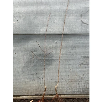 ŚLIWA RENKLODA ULENA bardzo soczysta - sadzonki 90 / 140 cm