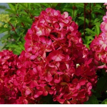 HORTENSJA bukietowa Gardenlight Redlight - sadzonki 20 / 30 cm