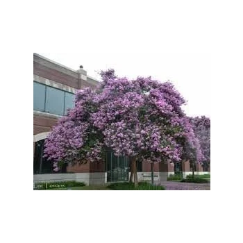 LAGERSTROEMIA jasnoróżowa bez południa - sadzonki 100 / 130 cm