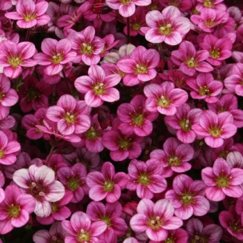 SKALNICA Marto Hot Rose - sadzonki 5 / 10 cm