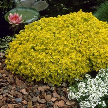 ROZCHODNIK OSTRY żółty Yellow Queen - sadzonki 5 / 10 cm