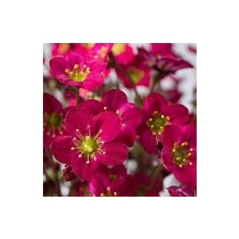 SKALNICA Marto Hot Rose - sadzonki 5 / 10 cm