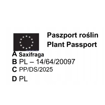 SKALNICA Marto Hot Rose - sadzonki 5 / 10 cm
