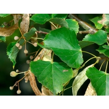 LIPA DROBNOLISTNA bardzo miododajna - sadzonki 140 / 160 cm