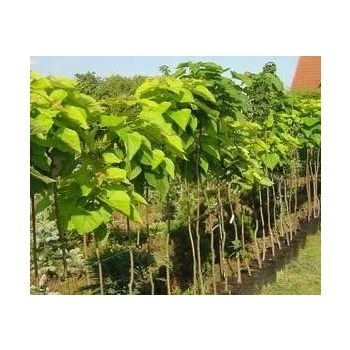 CATALPA KATALPA NA PNIU SZCZEPIONA AURENA -ŻÓŁTA - sadzonki 100 / 130 cm