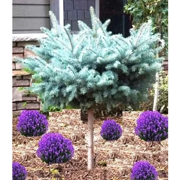 Świerk Glauca Globosa na Pniu szczepiony - sadzonki 80 / 100 cm