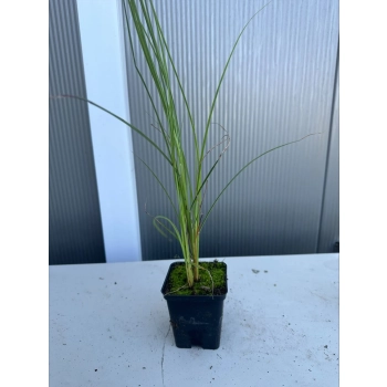 TRAWA MISKANT chiński graziella Pakiet 10 sztuk - sadzonki 20 / 40 cm