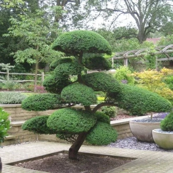 BONSAI Cyprysik Lawsona Ivonne wiele kul - sadzonki 150 / 180 cm