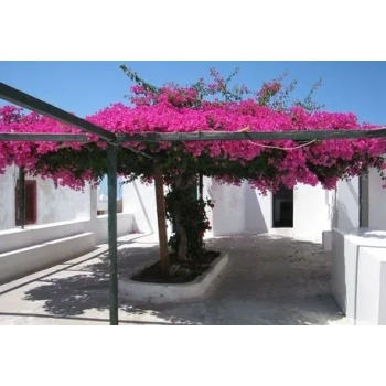 LAGERSTROEMIA bez południa różowa - sadzonki 60 / 80 cm