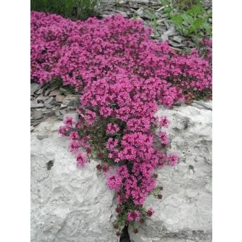 MACIERZANKA fioletowa Coccineus - sadzonki 5 / 10 cm