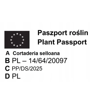 TRAWA PAMPASOWA różowa Pakiet 10 sztuk - sadzonki 20 / 30 cm
