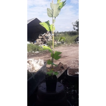 TULIPANOWIEC AMERYKAŃSKI miododajna - sadzonki 50 / 70 cm