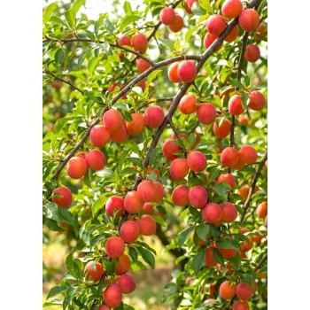 ŚLIWA BRZOSKWINIOWA słodkie orzeźwienie - sadzonki 90 / 140 cm