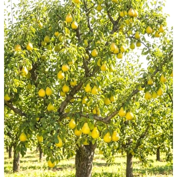 GRUSZA BONKRETA WILLIAMSA W DONICY słodka - sadzonki 50 / 80 cm