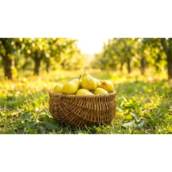 GRUSZA BONKRETA WILLIAMSA W DONICY słodka - sadzonki 50 / 80 cm