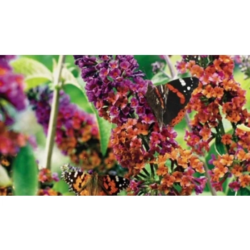 BUDLEJA DAWIDA Flower Power - sadzonki 10 / 15 cm