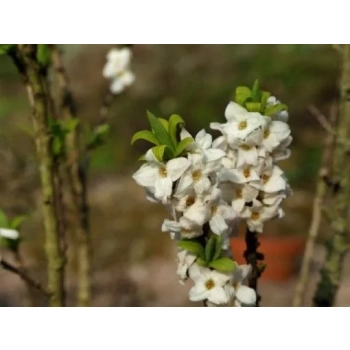 WAWRZYNEK WILCZEŁYKO zimowy krzew - sadzonki 5 / 10 cm