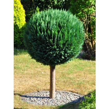 BONSAI Cyprysik Lawsona Ivonne na pniu kulisty - sadzonki 90 / 120 cm
