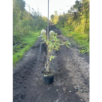 HORTENSJA NA PNIU różowo-kremowa NA WIELOPNIU - sadzonki 80 / 100 cm