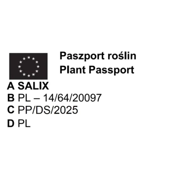 WIERZBA pleciona Pakiet 10 sztuk - sadzonki 120 / 150 cm