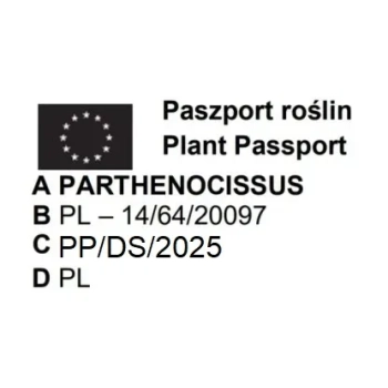 WINOBLUSZCZ TRÓJKLAPOWY szczepiony duża roślina - sadzonki 20 / 40 cm