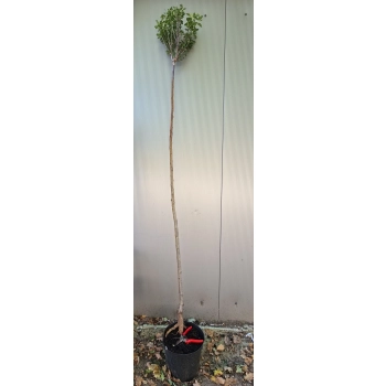 WIŚNIA UMBRACULIFERA kulista na pniu - sadzonki 180 / 220 cm