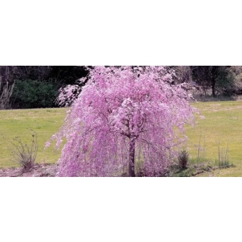 WIŚNIA KIKU SHIDARE szczepiona - sadzonki 180 / 200 cm