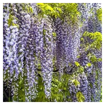 GLICYNIA WISTERIA szczepiona biało - fioletowa - sadzonki 120 / 150 cm