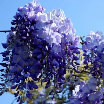 GLICYNIA WISTERIA szczepiona fioletowo - niebieska - sadzonki 120 / 150 cm