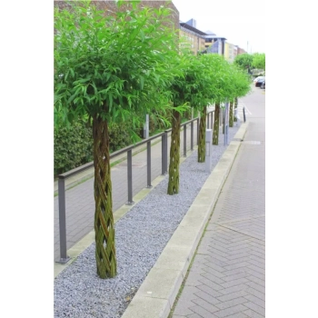 WIERZBA pleciona duża - sadzonki 160 / 180 cm