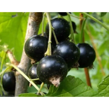 PORZECZKA czarna na pniu W DONICY - sadzonki 80 / 100 cm
