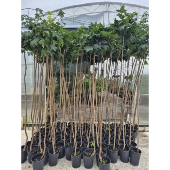 KLON kulisty zielony szczepiony Globosum - sadzonki 200 / 220 cm